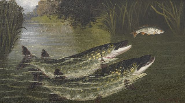 Knight A.R.  | Twee rovende vissen - snoek en voorn, olieverf op doek 45,5 x 81,6 cm, gesigneerd r.o.