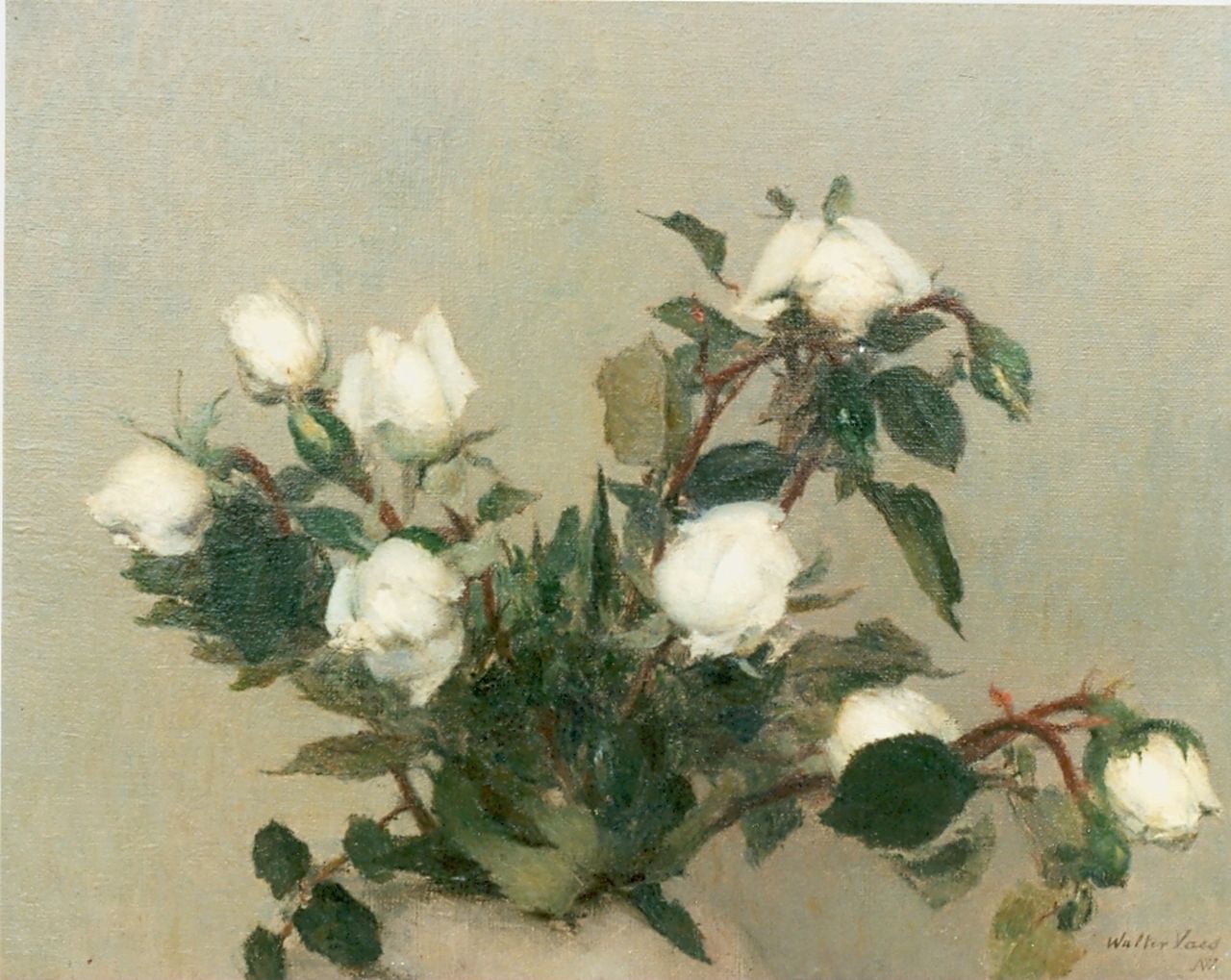 Vaes W.  | Walter Vaes, White roses, oil on canvas 31.0 x 40.0 cm, signed l.r.