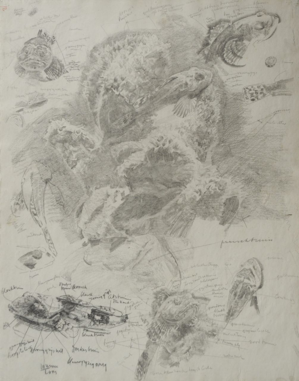 Dijsselhof G.W.  | Gerrit Willem Dijsselhof, Study of red gurnards in an aquarium, black chalk on paper 53.0 x 42.3 cm
