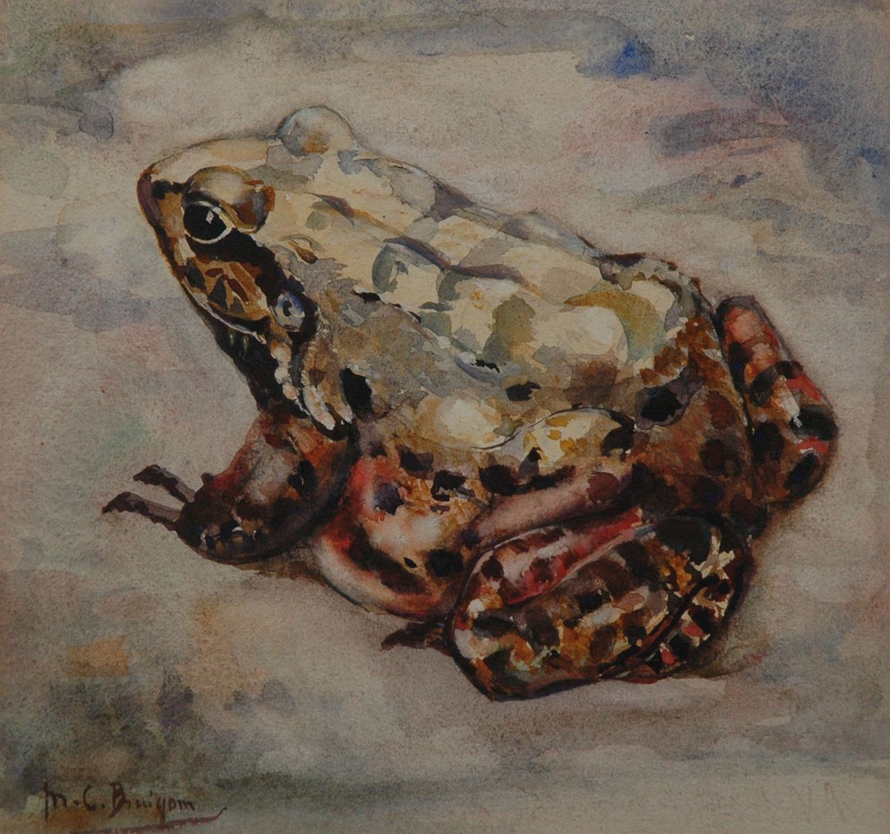 Bruigom M.C.  | Margaretha Cornelia 'Greta' Bruigom, A bullfrog, watercolour on paper 18.9 x 19.8 cm, signed l.l.