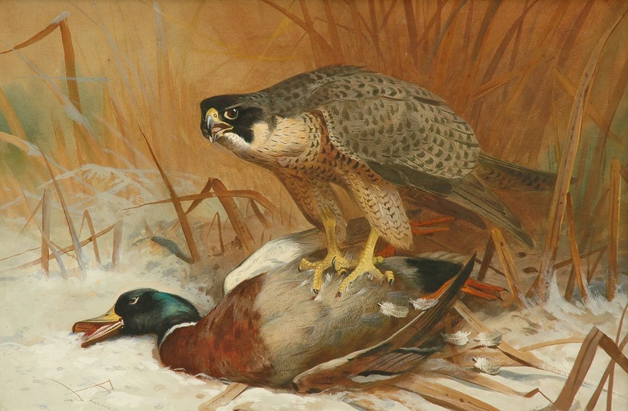 Archibald Thorburn | A hawk and a wild duck, watercolour and gouache on paper, 47.8 x 71.0 cm, signed l.l. and dated 1898