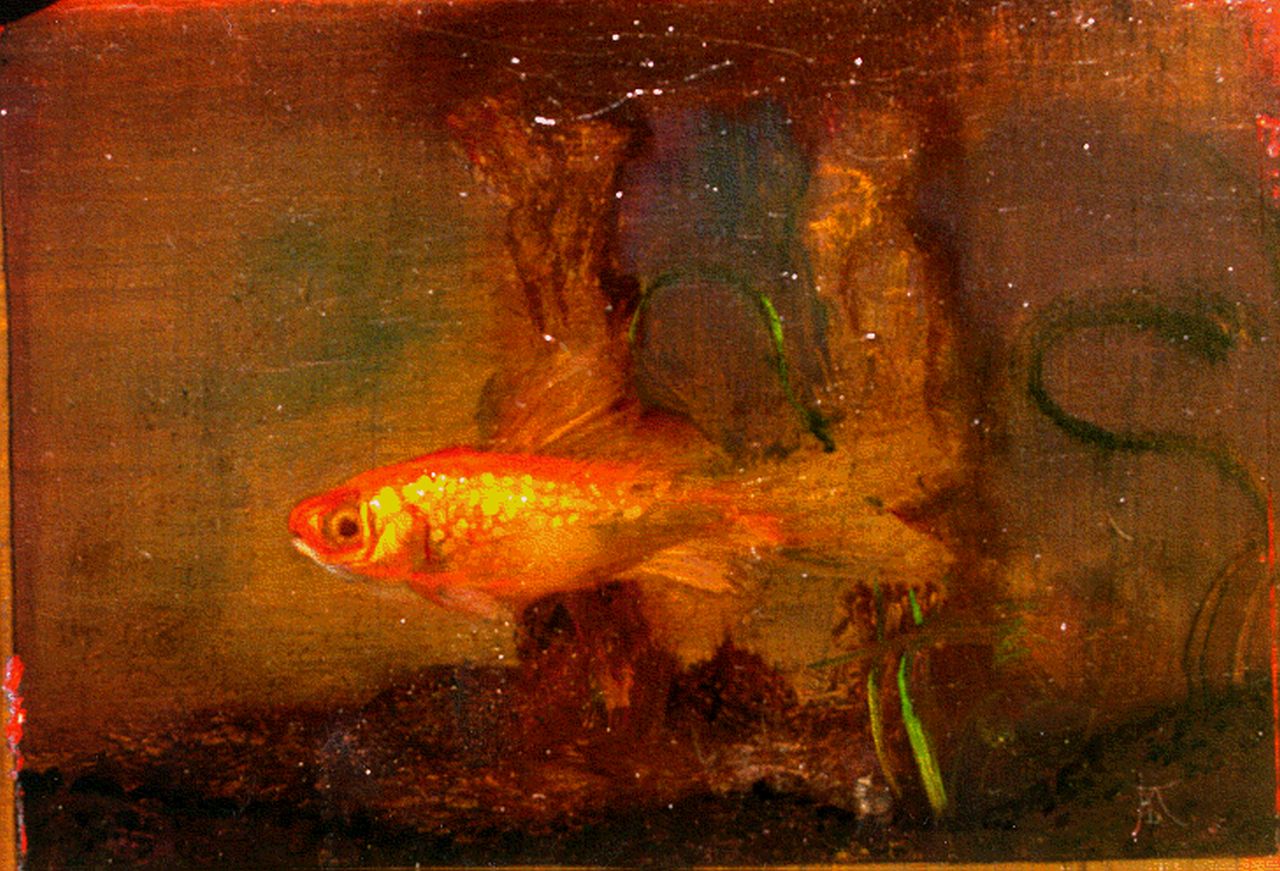 Kooij J.I.H. van der | Johannes Ignatius Henri van der Kooij, Goldfish, oil on panel 8.6 x 11.8 cm, signed l.r. with monogram