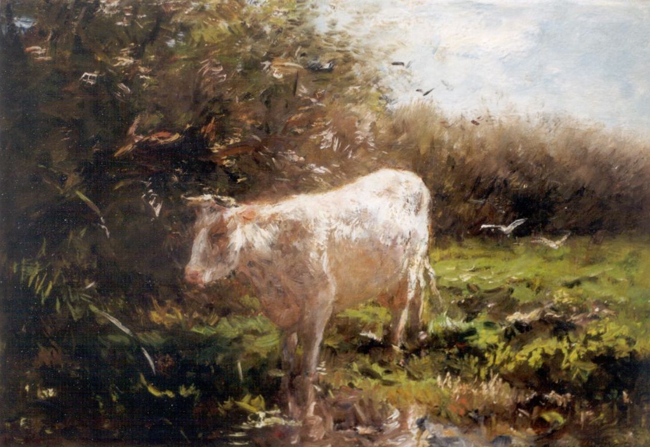 Maris W.  | Willem Maris, Watering cow, oil on canvas 45.3 x 60.4 cm, signed l.r.