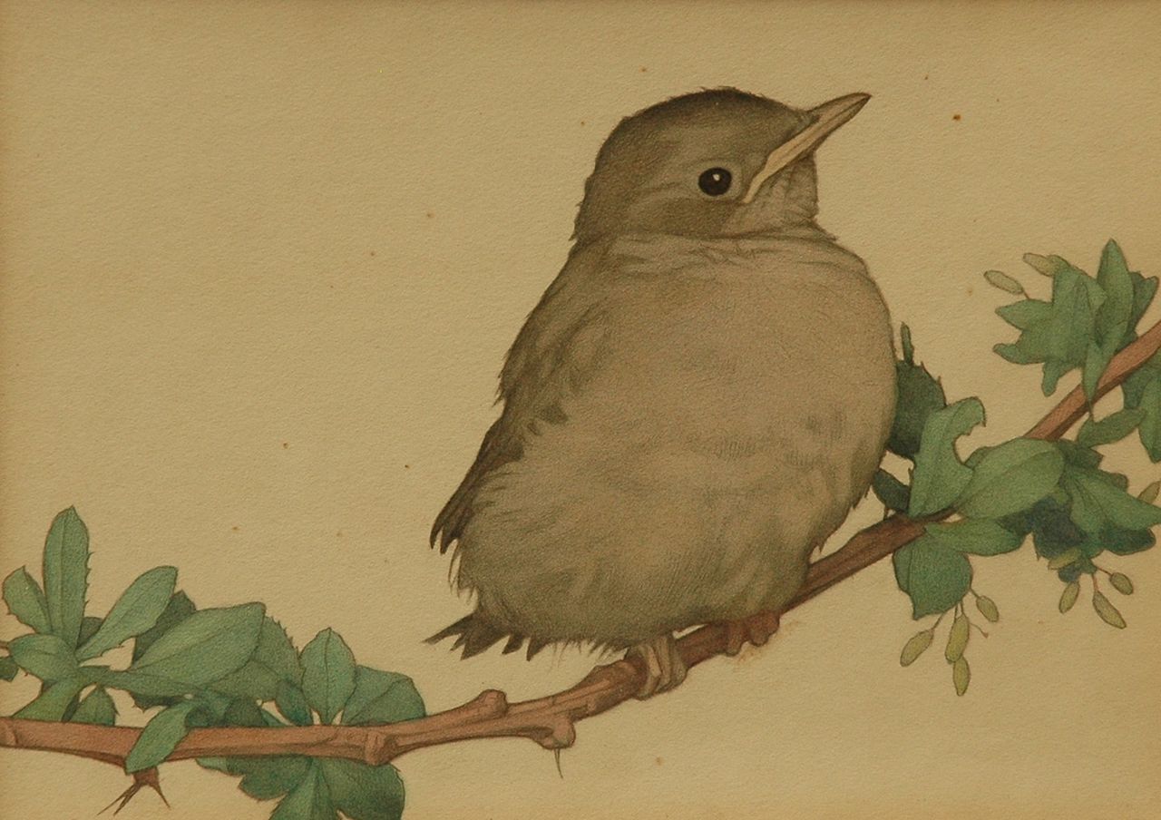 Charles Emile Heil | A young catbird on a branch, pencil and watercolour on paper, 20.2 x 24.3 cm, signed u.l.