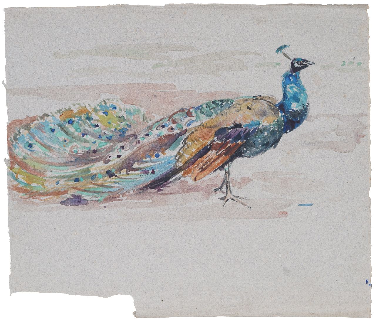 Bruigom M.C.  | Margaretha Cornelia 'Greta' Bruigom | Watercolours and drawings offered for sale | Peacock, watercolour on paper 32.6 x 37.6 cm