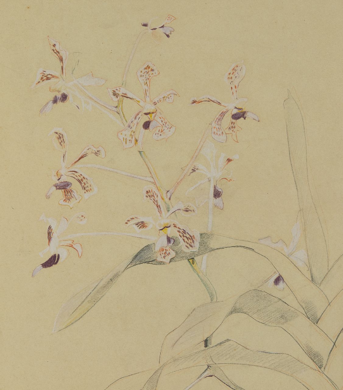 Bruigom M.C.  | Margaretha Cornelia 'Greta' Bruigom | Watercolours and drawings offered for sale | Orchid branch, pencil, chalk and watercolour on paper 45.9 x 32.4 cm, signed l.r.