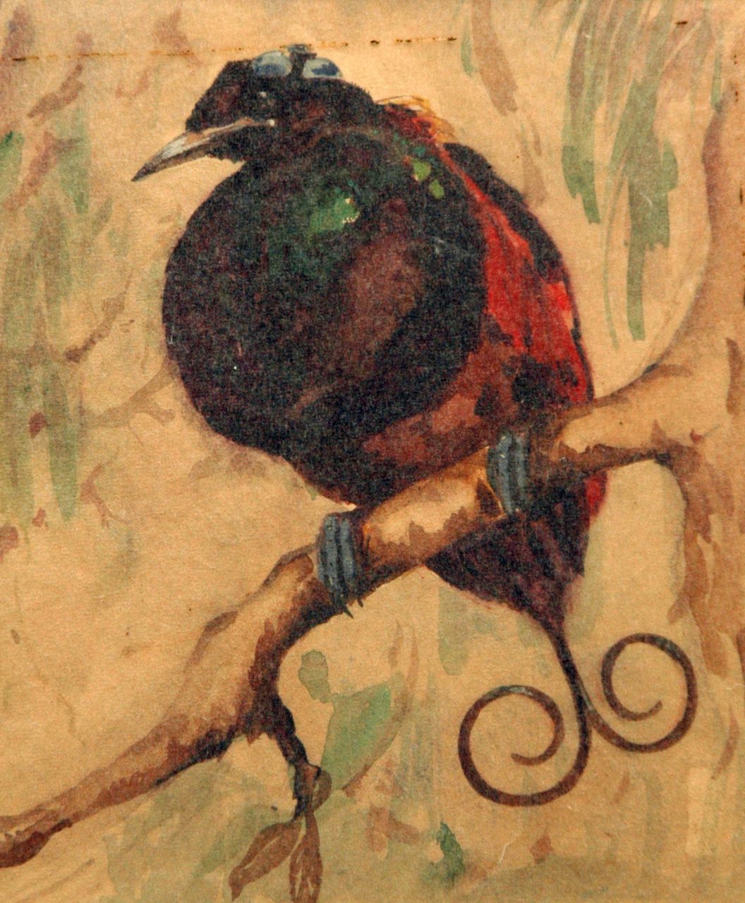 Bruigom M.C.  | Margaretha Cornelia 'Greta' Bruigom, Bird of paradise, watercolour on paper 17.5 x 14.8 cm
