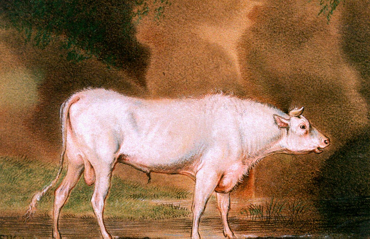 Verboeckhoven E.J.  | Eugène Joseph Verboeckhoven, A white bull, pastel on paper 13.3 x 18.5 cm, signed l.l. with monogram and dated 1816