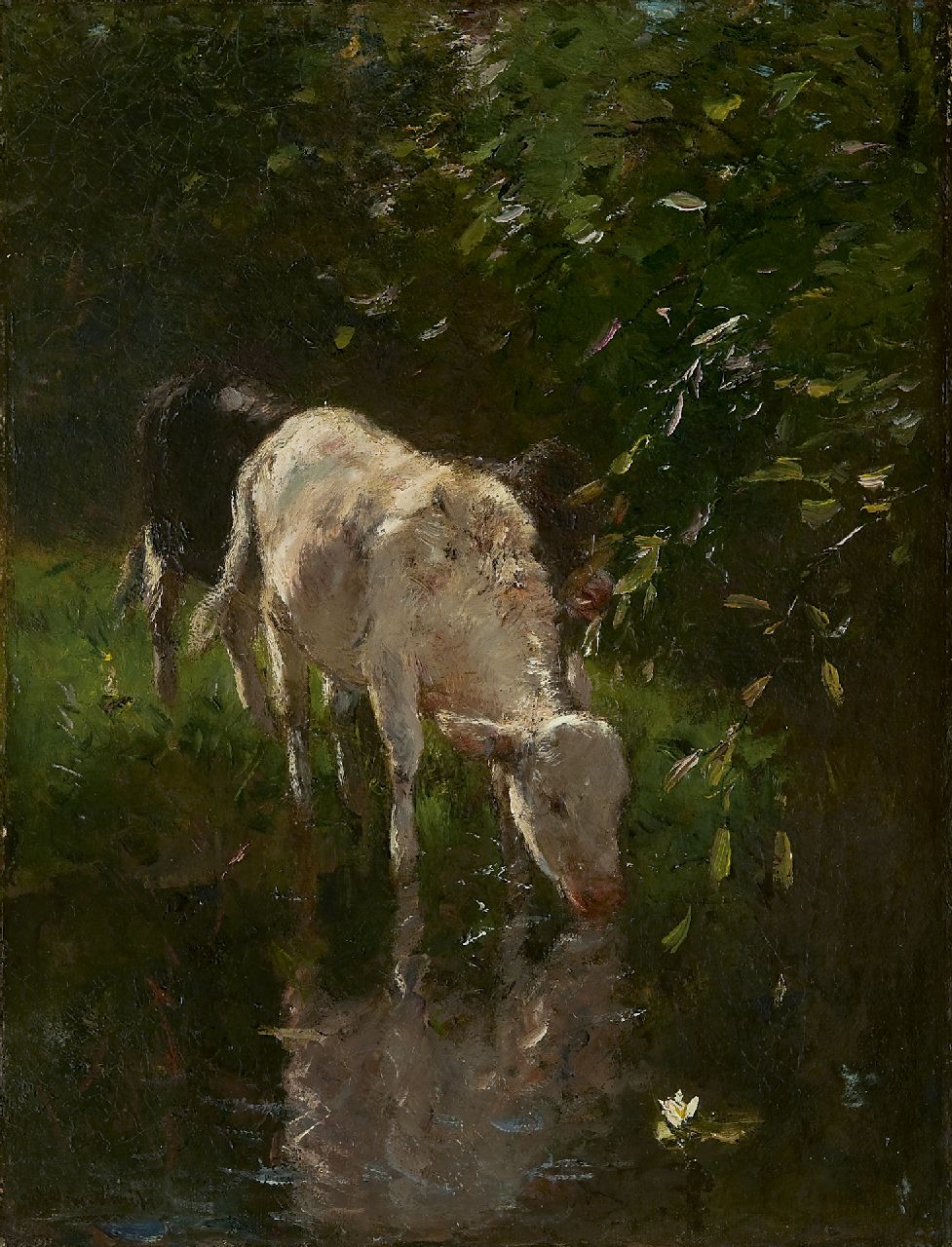 Maris W.  | Willem Maris, A white calf, drinking, oil on canvas 52.2 x 40.4 cm, signed l.l.