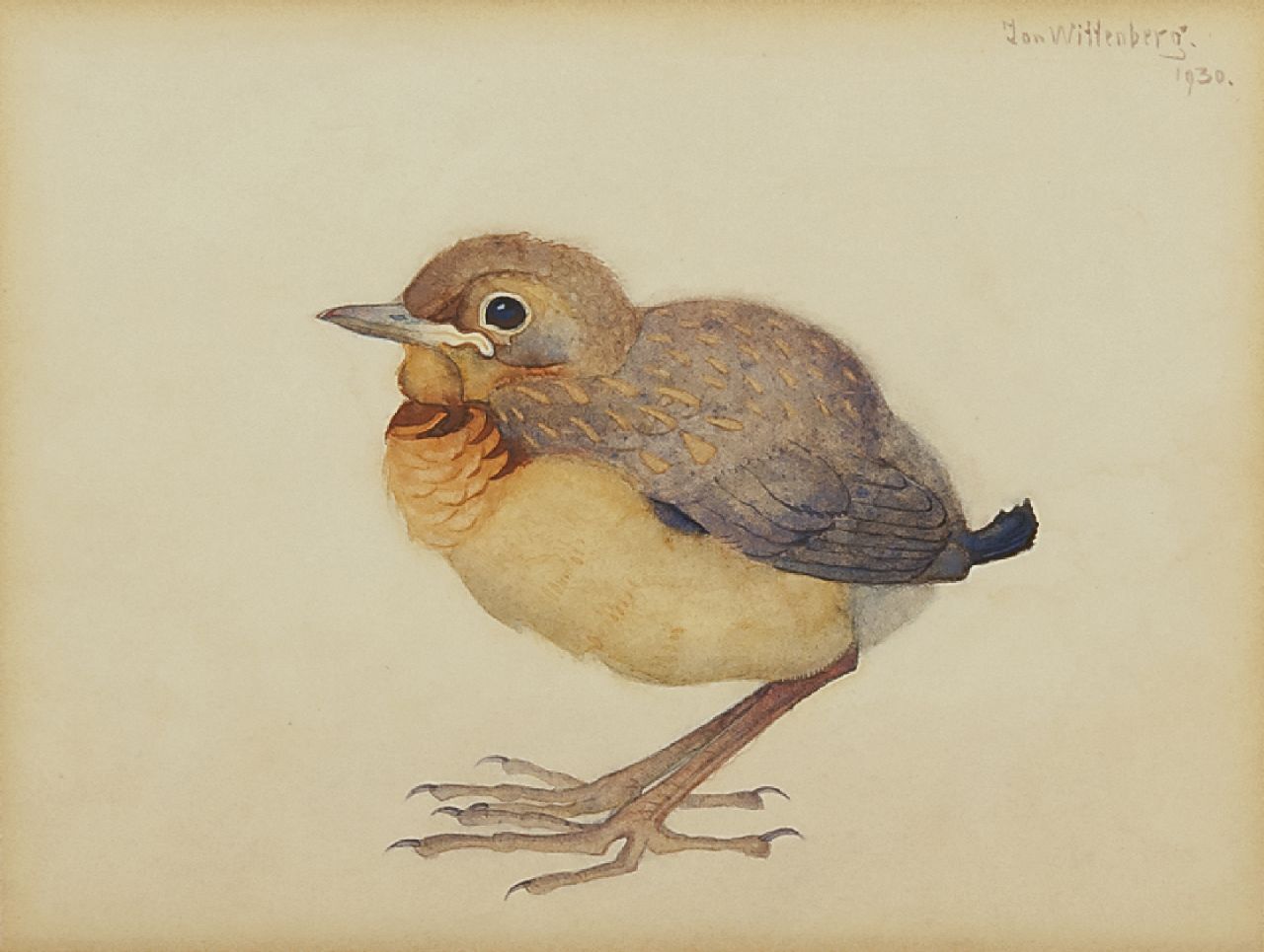 Wittenberg J.H.W.  | 'Jan' Hendrik Willem Wittenberg, A young blackbird, watercolour on paper 13.3 x 18.3 cm, signed u.r. and dated 1930