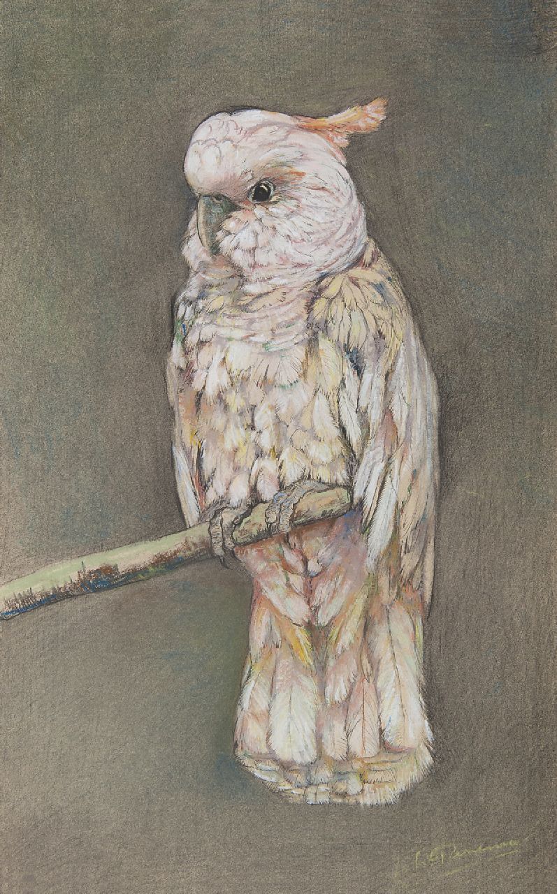 Pieneman J.H.  | 'Johanna' Hendrika Pieneman, Cocketoo, pastel on paper 49.4 x 31.7 cm, signed l.r.
