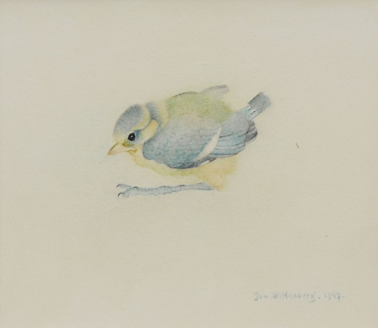 Wittenberg J.H.W.  | 'Jan' Hendrik Willem Wittenberg, A young bluetit, watercolour on paper 10.8 x 13.3 cm, signed l.r. and dated 1947