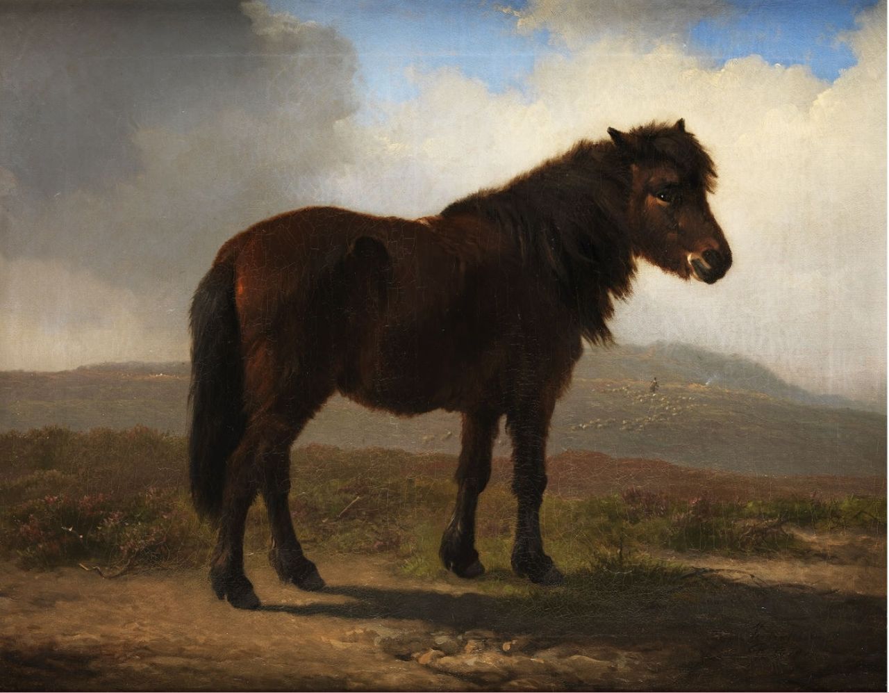Verboeckhoven E.J.  | Eugène Joseph Verboeckhoven, Shetland pony, oil on canvas 43.2 x 54.3 cm, signed l.r. and dated 1870