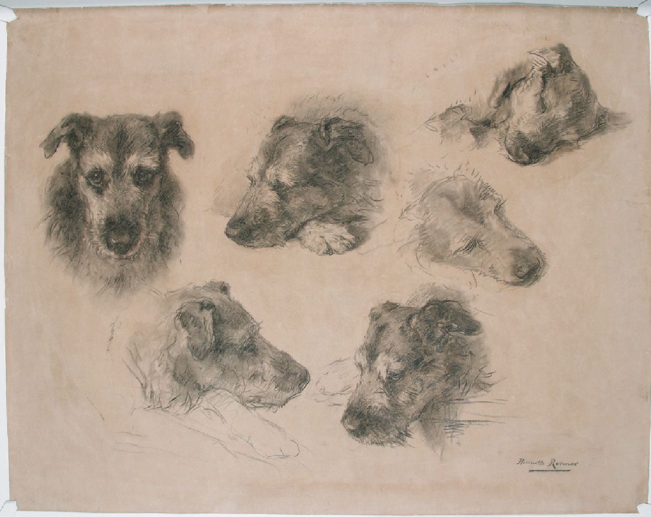 Ronner-Knip H.  | Henriette Ronner-Knip, Sketches of a dog, charcoal on paper 76.4 x 96.3 cm, signed l.r.