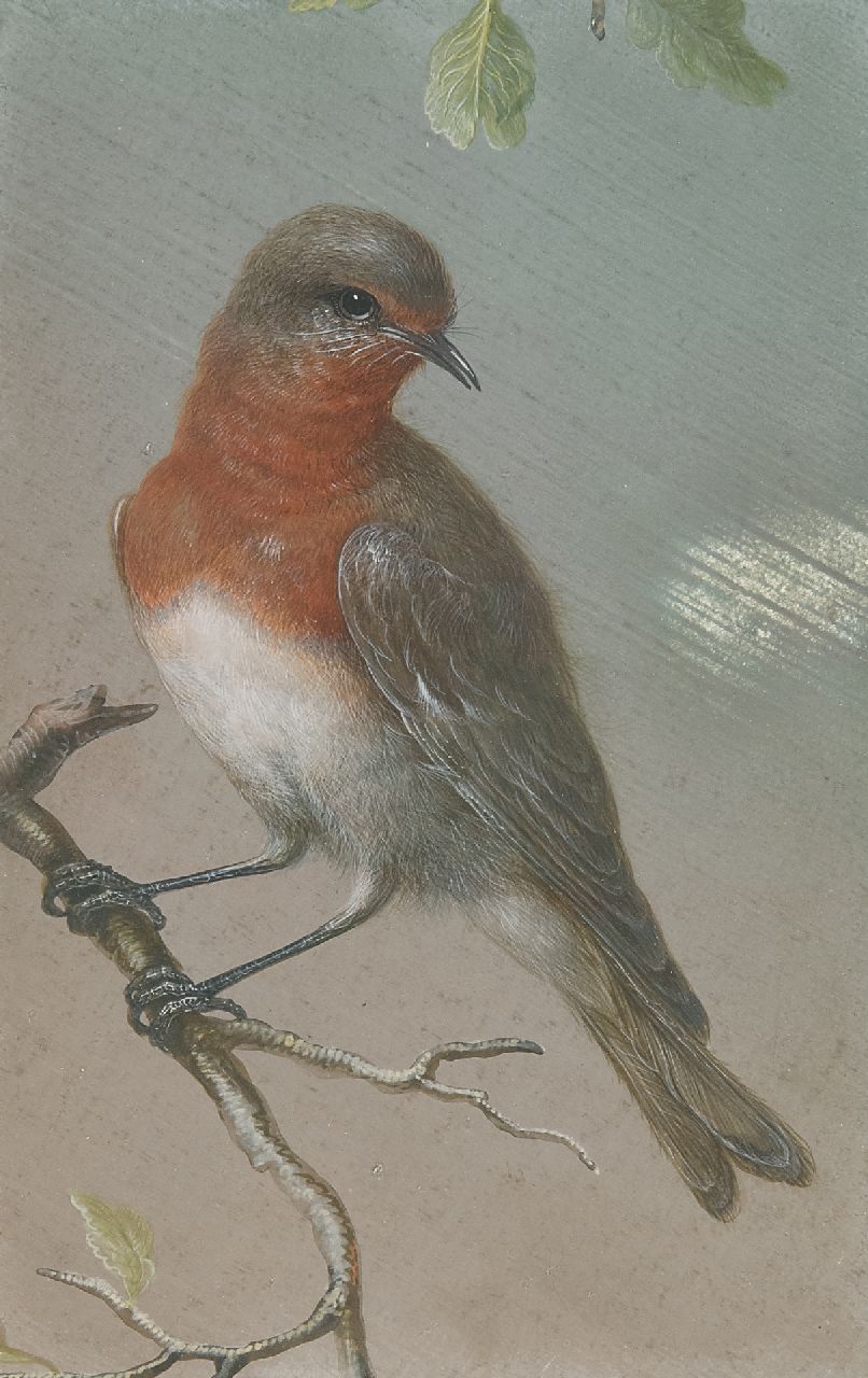 Christoph Ludwig Agricola | Robin, gouache on parchment, 15.0 x 9.5 cm