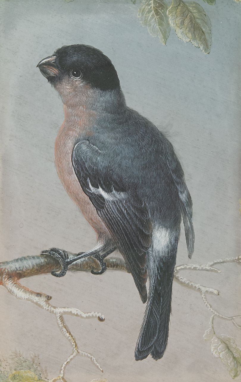 Agricola C.L.  | Christoph Ludwig Agricola, Finch, gouache on parchment 15.1 x 9.5 cm