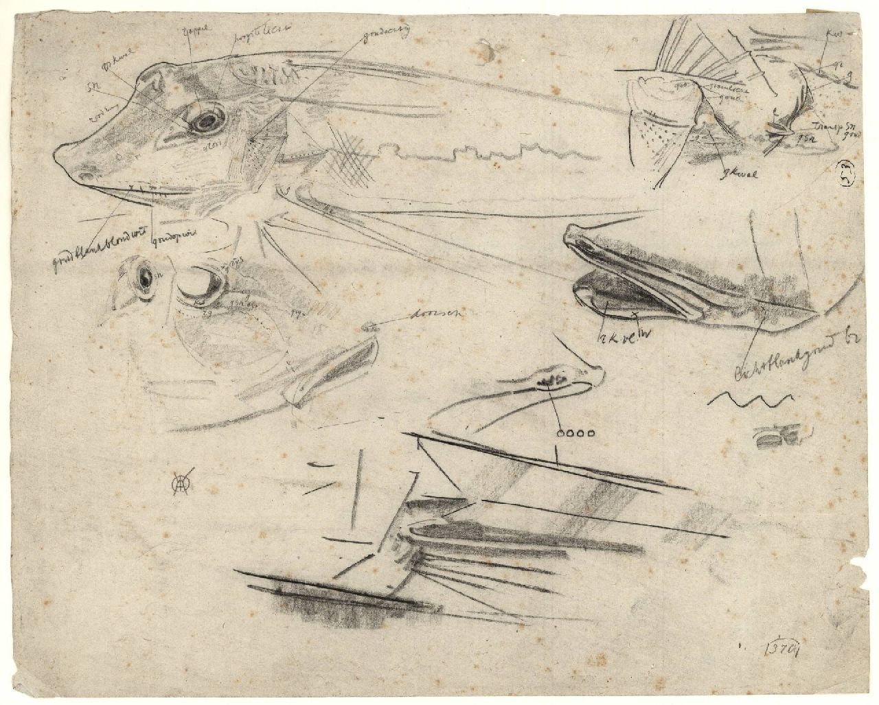 Dijsselhof G.W.  | Gerrit Willem Dijsselhof | Watercolours and drawings offered for sale | Study of sturgeons, black chalk on paper 26.8 x 33.5 cm, signed l.r. with monogram