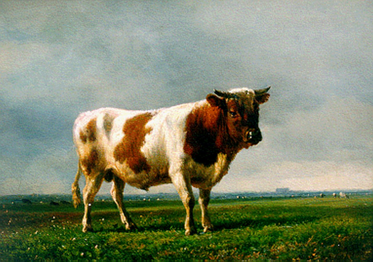 Tom J.B.  | Jan Bedijs Tom, A red-and-white bull, oil on panel 22.0 x 30.3 cm, signed l.r. and on the reverse