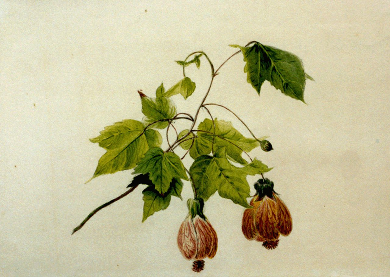 Sande Bakhuyzen G.J. van de | 'Gerardine' Jacoba van de Sande Bakhuyzen, Chinese balloon flower, pencil and watercolour on paper 19.0 x 26.1 cm, signed on the reverse with initials