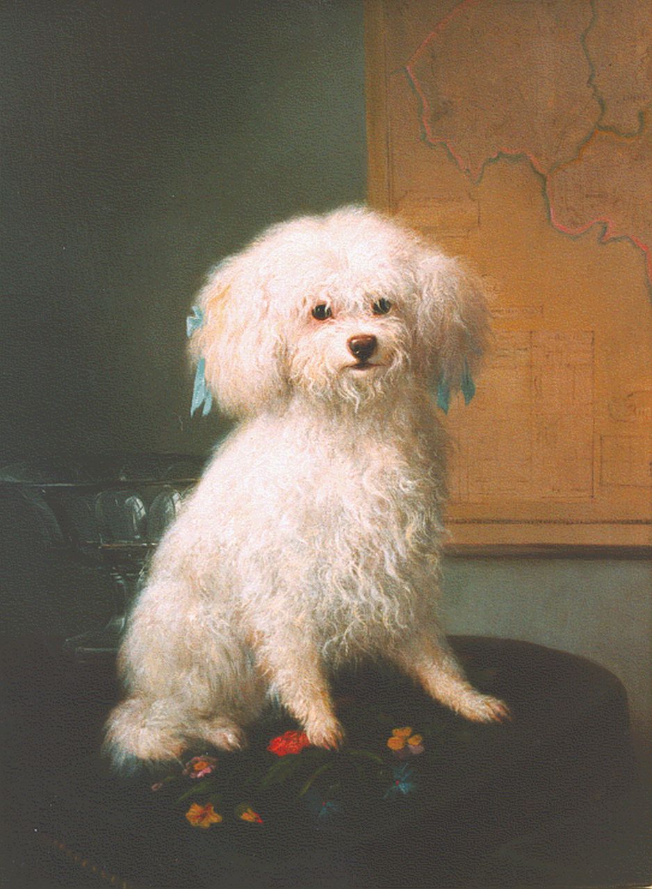 Ronner-Knip H.  | Henriette Ronner-Knip, Maltezer leeuwtje met blauwe strikjes, oil on panel 40.0 x 29.0 cm, gesigneerd rechtsonder