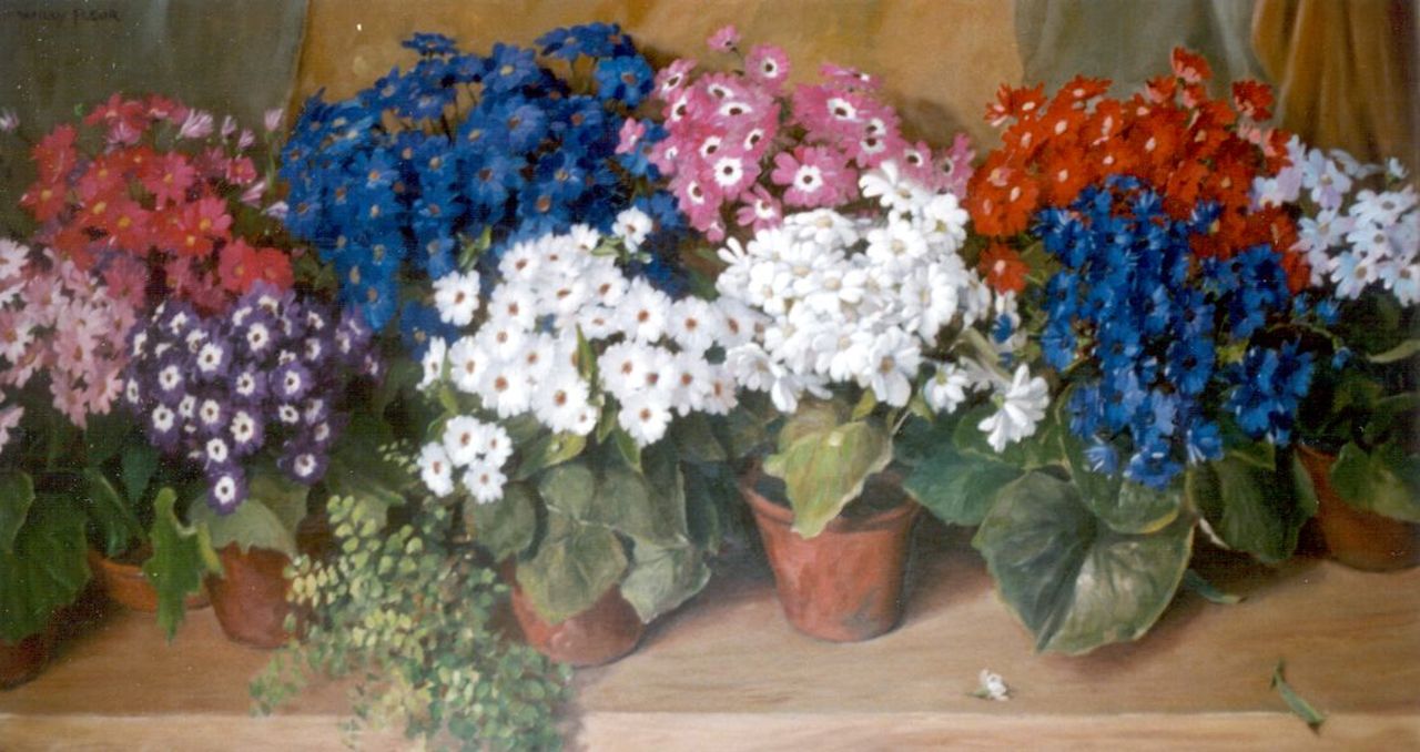 Fleur J.W.  | Johan Willem 'Willy' Fleur, Cinerarias, oil on canvas 65.3 x 119.9 cm, signed u.l.