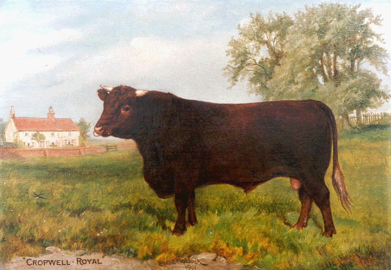 Baldock C.E.M.  | Charles Edwin M. Baldock, Cropwell Royal, portrait of a bull, oil on canvas 29.8 x 42.0 cm, signed c.l. and dated 1902