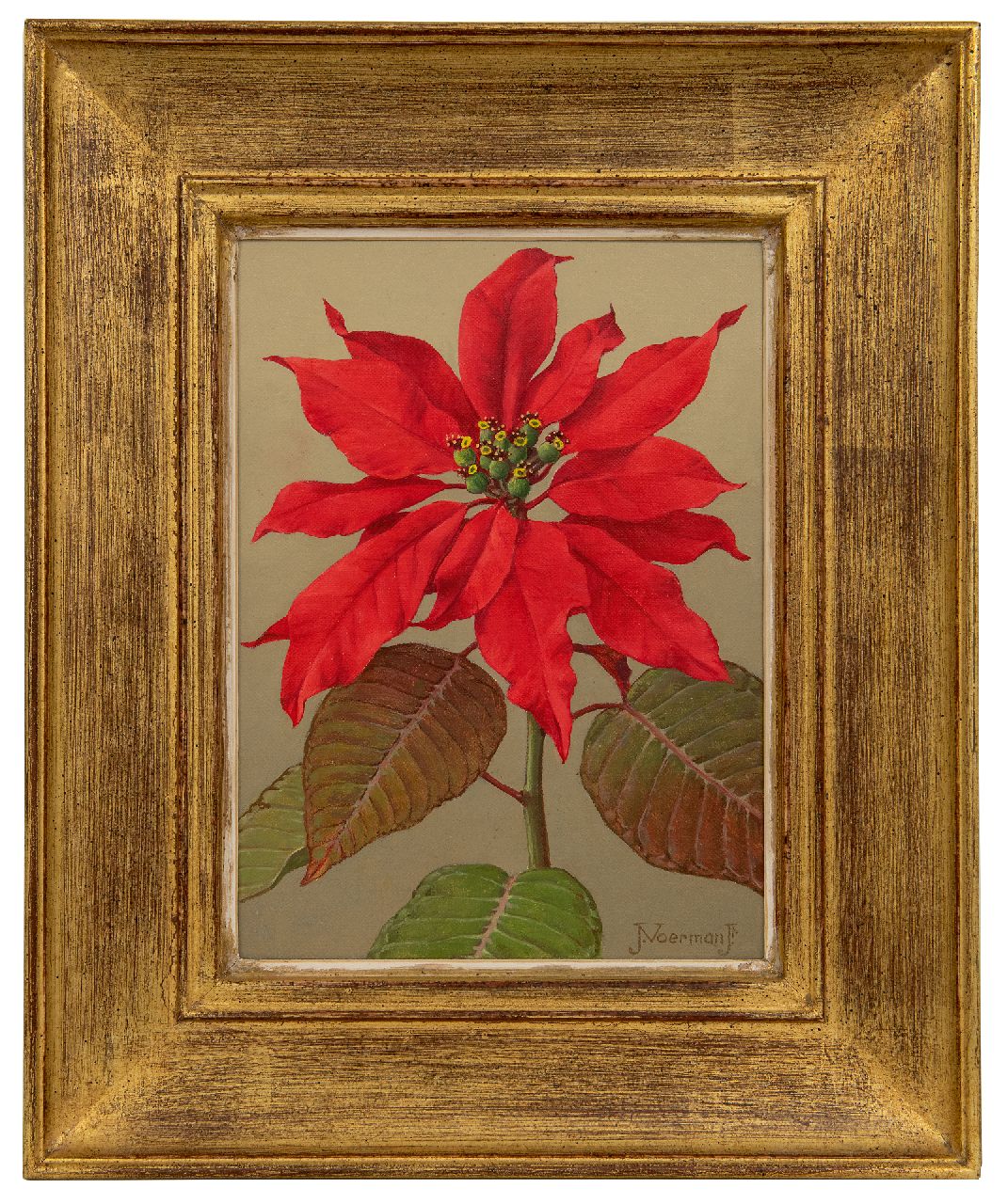 Voerman jr. J.  | Jan Voerman jr. | Paintings offered for sale | Red Poinsettia, oil on canvas laid down on board 22.7 x 15.8 cm, signed l.r.