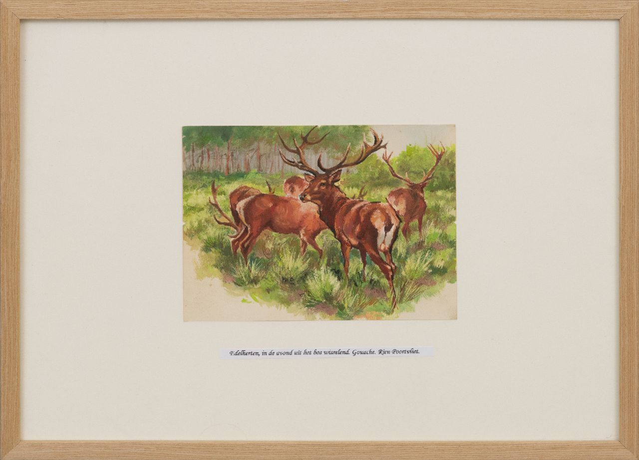 Poortvliet R.  | Rien Poortvliet | Watercolours and drawings offered for sale | Red deer in the evening coming out of the forest, Hoge Veluwe, Hoge, gouache on paper 13.5 x 18.0 cm