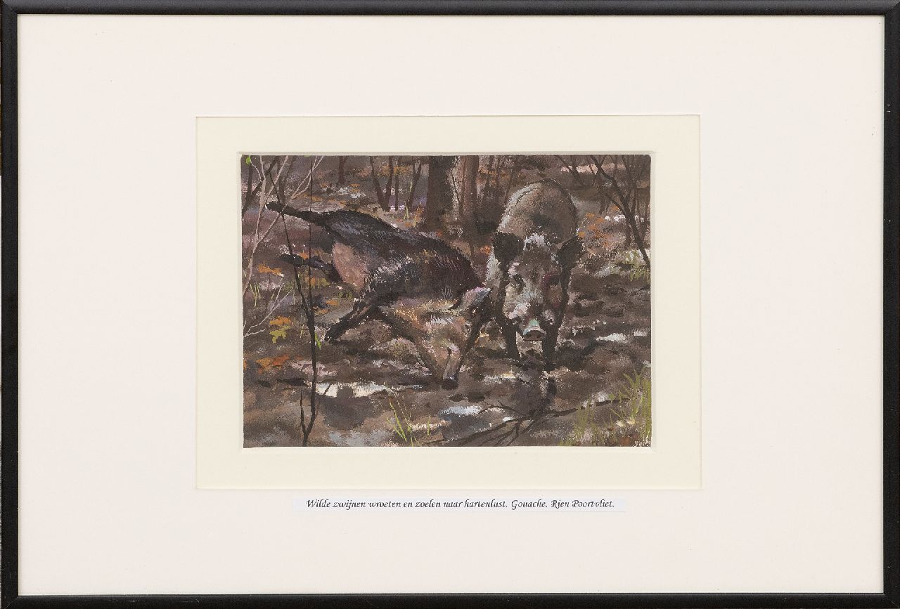 Poortvliet R.  | Rien Poortvliet | Watercolours and drawings offered for sale | Zwei Wildschweine, Hoge Veluwe, gouache on paper 13.2 x 17.5 cm