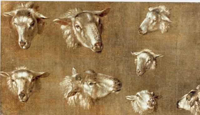 Pieter Plas | Study of sheep, oil on canvas