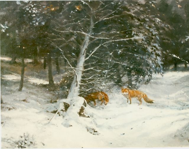 Poortvliet R.  | Foxes in a snow-covered landscape, oil on canvas 60.5 x 80.0 cm, signed l.r.