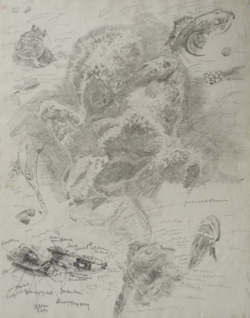 Gerrit Willem Dijsselhof | Study of red gurnards in an aquarium, black chalk on paper, 53.0 x 42.3 cm