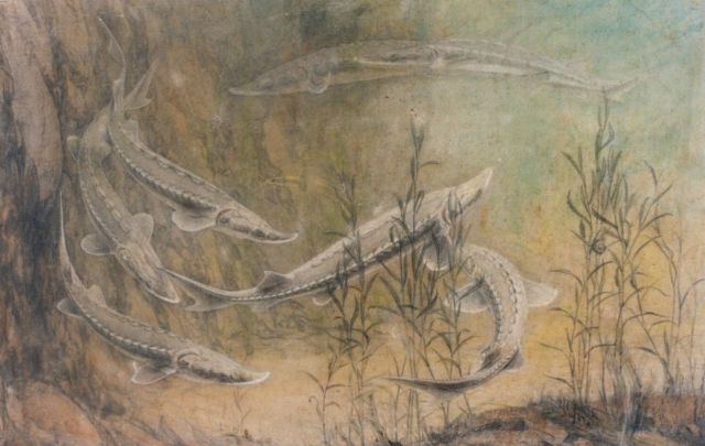 Dijsselhof G.W.  | Sturgeons, watercolour on paper 63.0 x 97.0 cm, signed with monogram