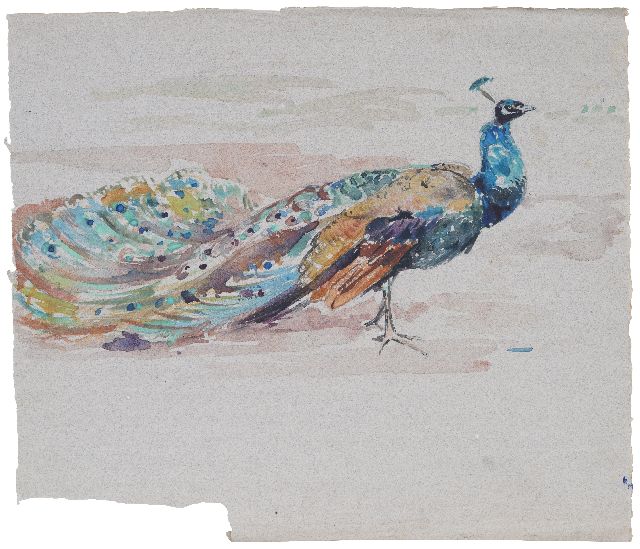 Greta Bruigom | Peacock, watercolour on paper, 32.6 x 37.6 cm