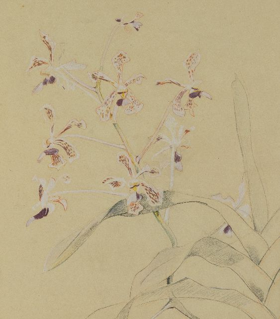 Bruigom M.C.  | Orchid branch, pencil, chalk and watercolour on paper 45.9 x 32.4 cm, signed l.r.