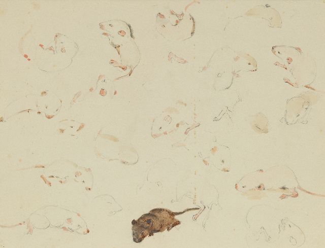 Greta Bruigom | A study of baby mice, 10 days old, pencil and watercolour on paper, 19.9 x 24.1 cm, signed l.r.