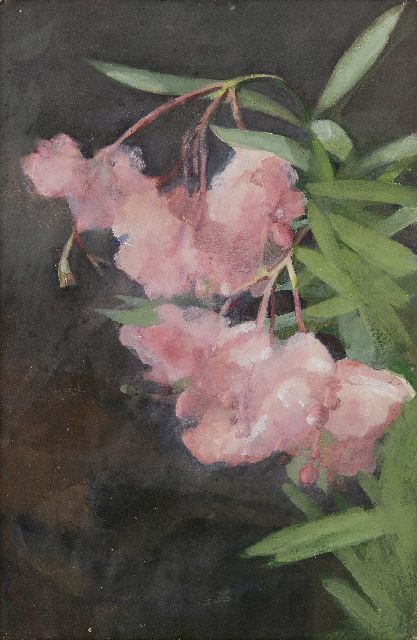 Heineken M.  | Oleander, watercolour on paper 45.6 x 30.2 cm