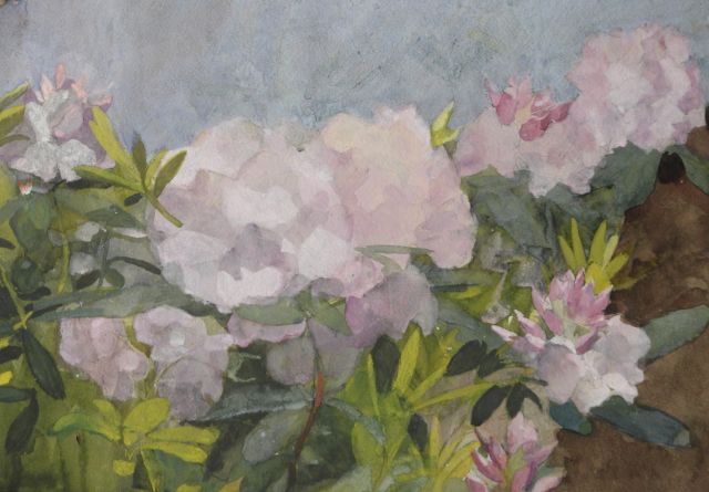 Marie Heineken | Rhododendron in bloom, watercolour on paper, 35.5 x 50.8 cm