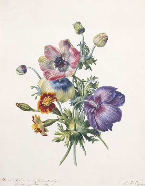 Koning E.J.  | A study of anemones, watercolour on paper 32.2 x 25.6 cm, signed l.r. and dated 1847