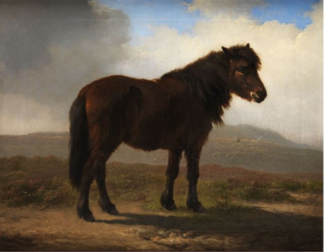 Verboeckhoven E.J.  | Shetland pony, oil on canvas 43.2 x 54.3 cm, signed l.r. and dated 1870