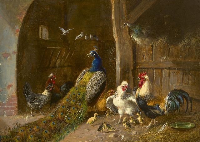 Scheuerer J.  | Peacock couple with rooster and chickens in the barn, oil on panel 22.2 x 31.1 cm, signed c.r.