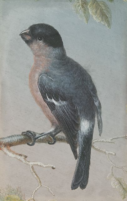 Christoph Ludwig Agricola | Finch, gouache on parchment, 15.1 x 9.5 cm