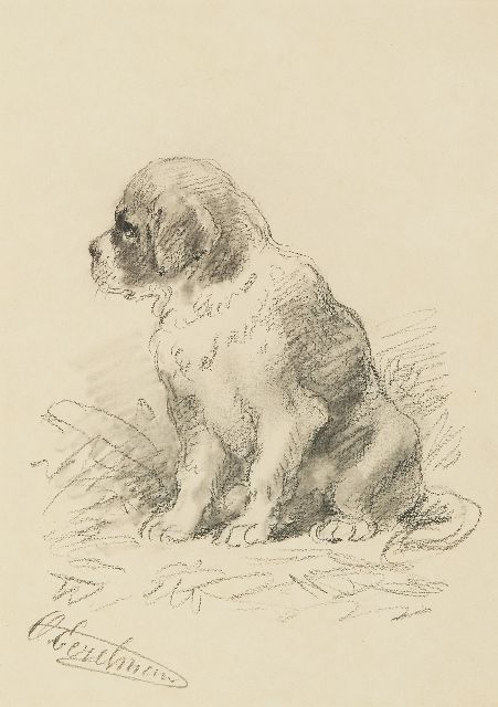 Otto Eerelman | Saint Bernard pup, black chalk and watercolour on paper, 24.8 x 17.7 cm, signed l.l.