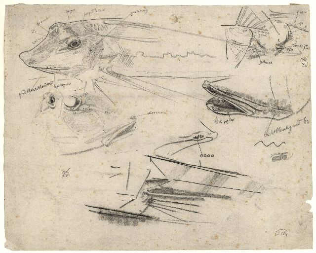 Dijsselhof G.W.  | Study of sturgeons, black chalk on paper 26.8 x 33.5 cm, signed l.r. with monogram