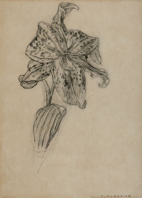 Mondriaan P.C.  | Lily, charcoal on paper 25.9 x 19.0 cm, signed l.r. 'P. Mondrian' and executed 1912 or after 1921