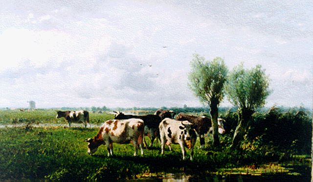 Westerbeek C.  | A polder landscape with cows grazing, oil on canvas 56.8 x 96.8 cm, signed l.l. and dated '96