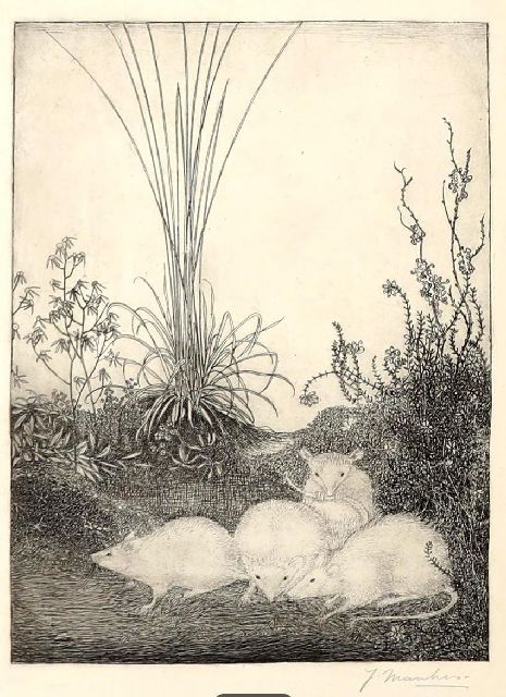 Jan Mankes | Four mice, etching, 23.5 x 15.8 cm, signed l.r.