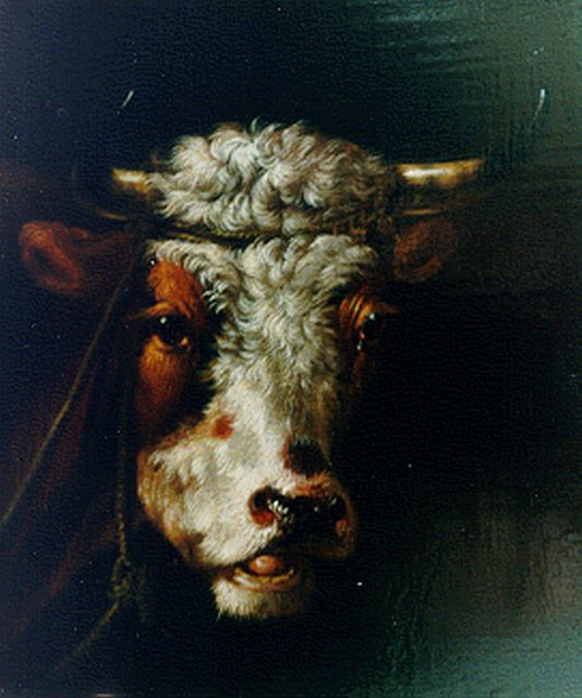 Albertus Verhoesen | A bull's head, oil on panel, 16.7 x 14.1 cm