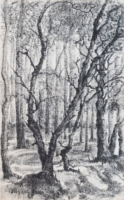 Frieda Hunziker | Forest landscape, black chalk on paper, 43.0 x 27.0 cm