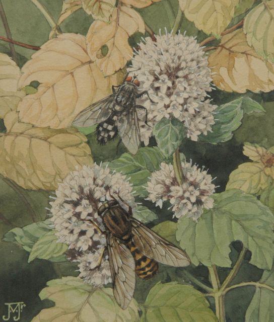 Jan Voerman jr. | Flowering watermint, watercolour on paper, 13.1 x 11.0 cm, signed l.l. with monogram